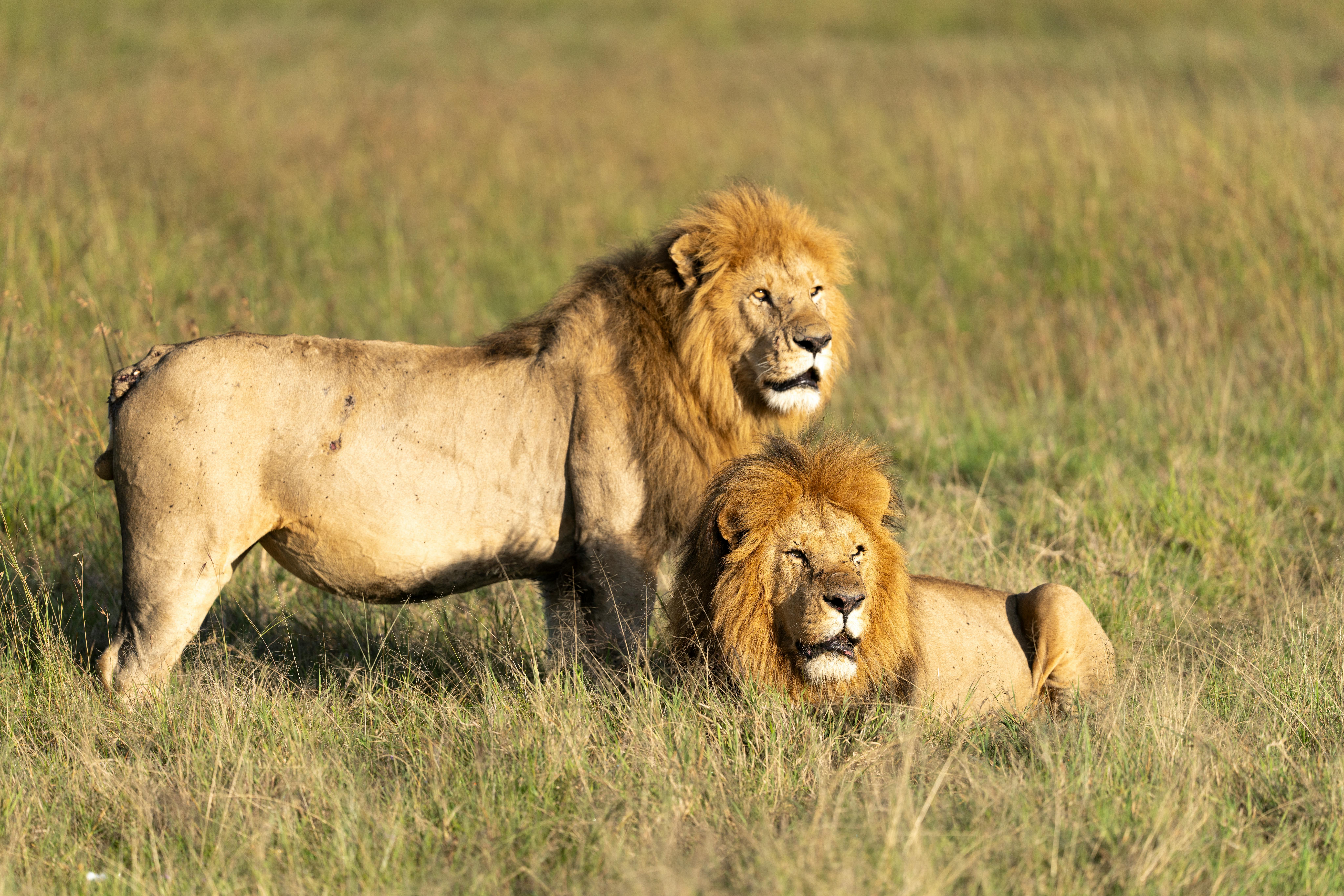 Serengeti Short Extension