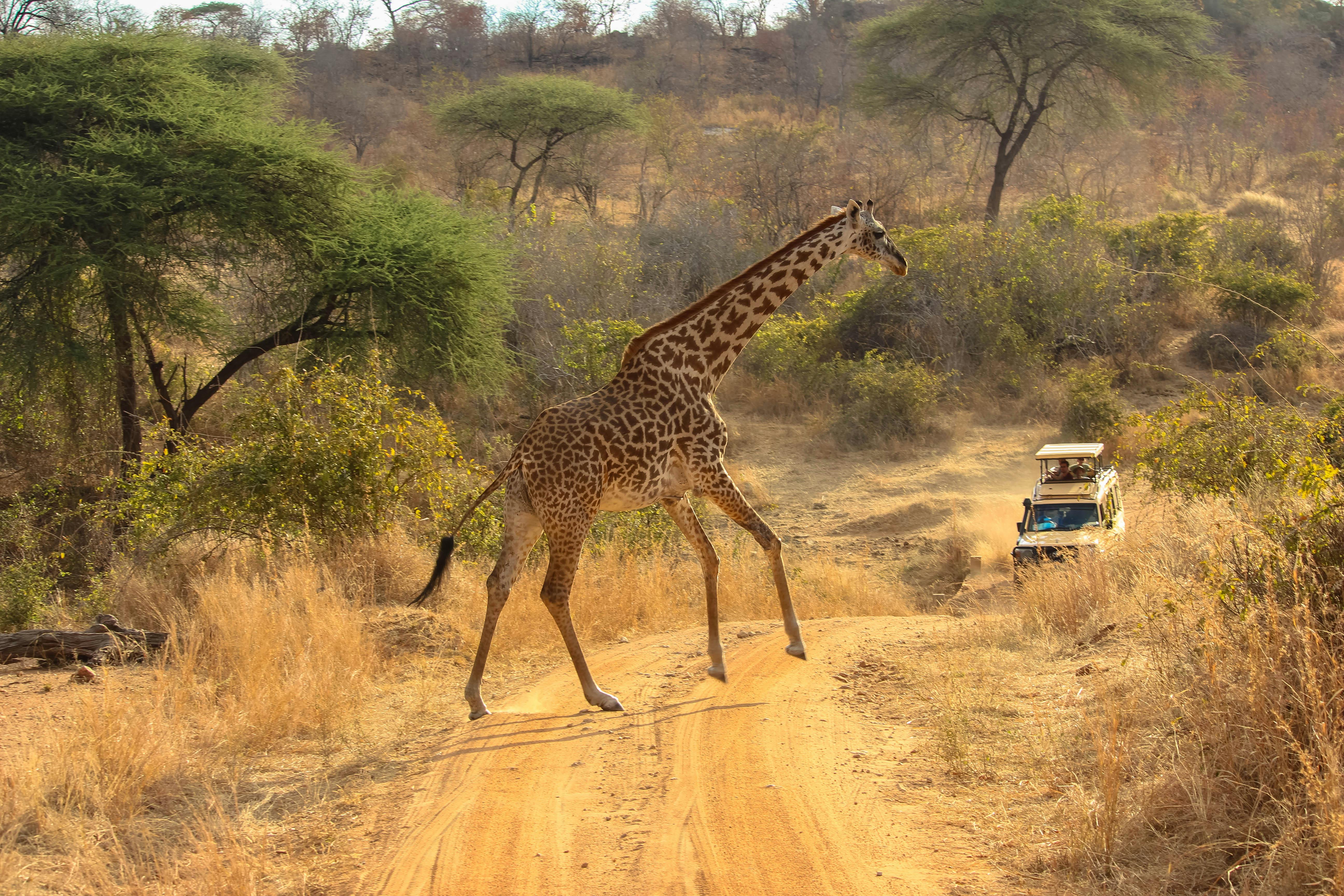Selous Day Safari (Nyerere National Park)